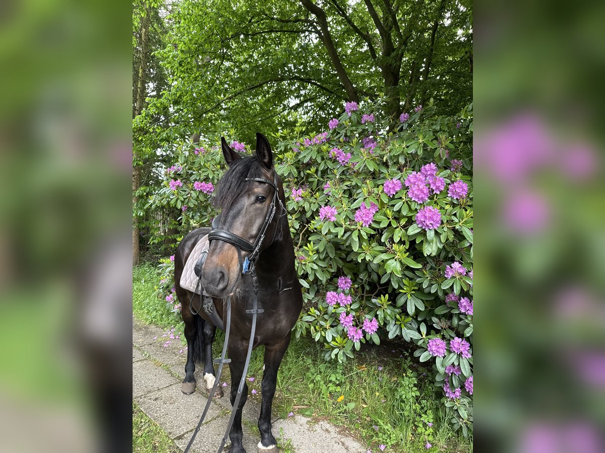 Karachai Wallach 4 Jahre 163 cm Rappe in Bim&#xF6;hlen