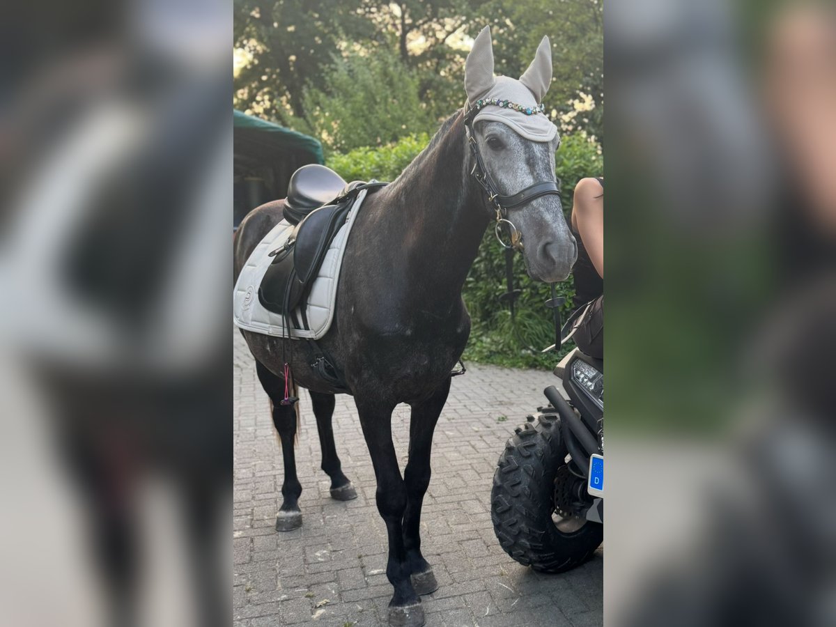 Karachai Wallach 6 Jahre 150 cm Apfelschimmel in Neuenburg am Rhein