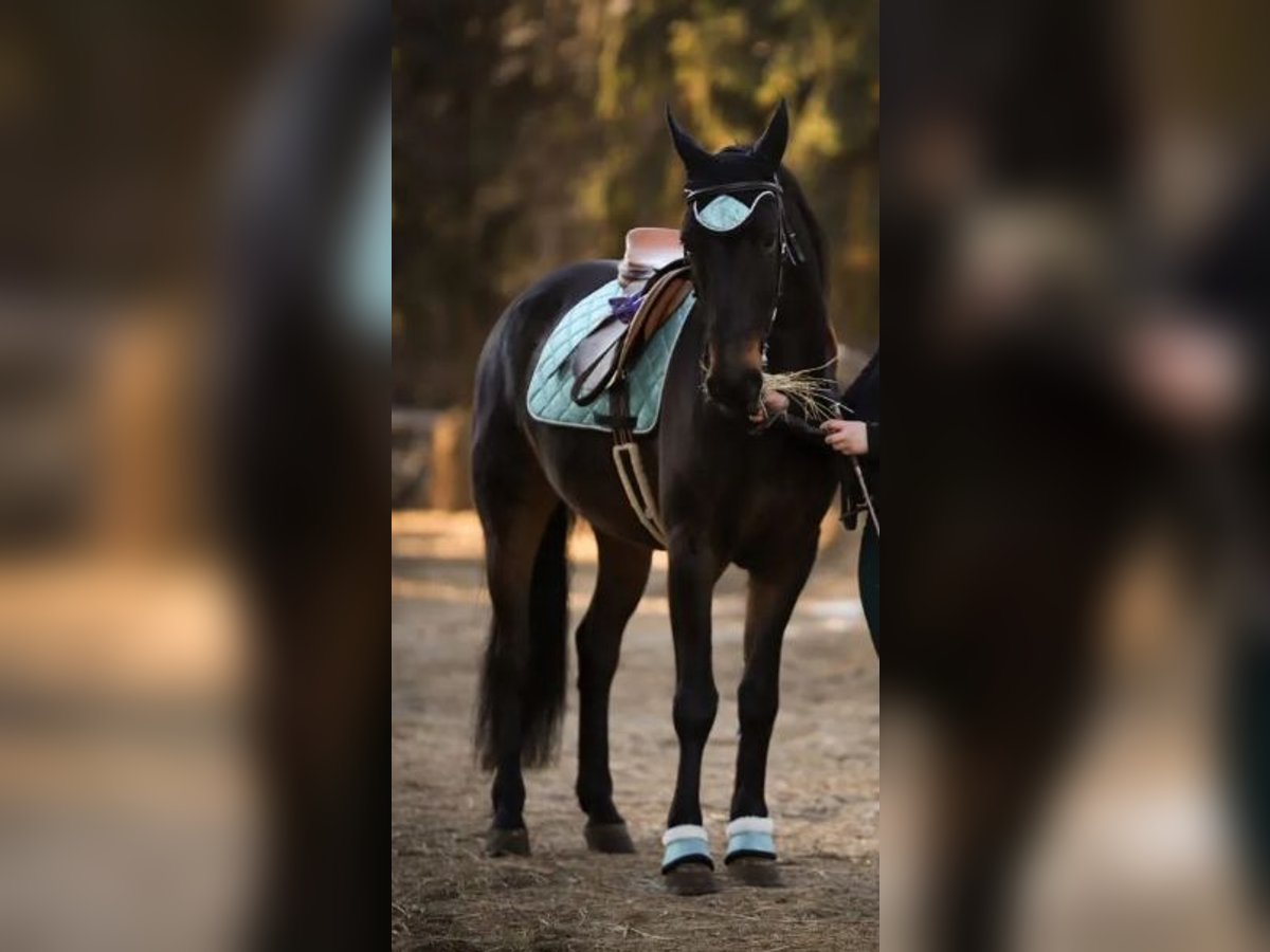 Karachay Mestizo Caballo castrado 8 años 156 cm Alazán-tostado in Elmshorn