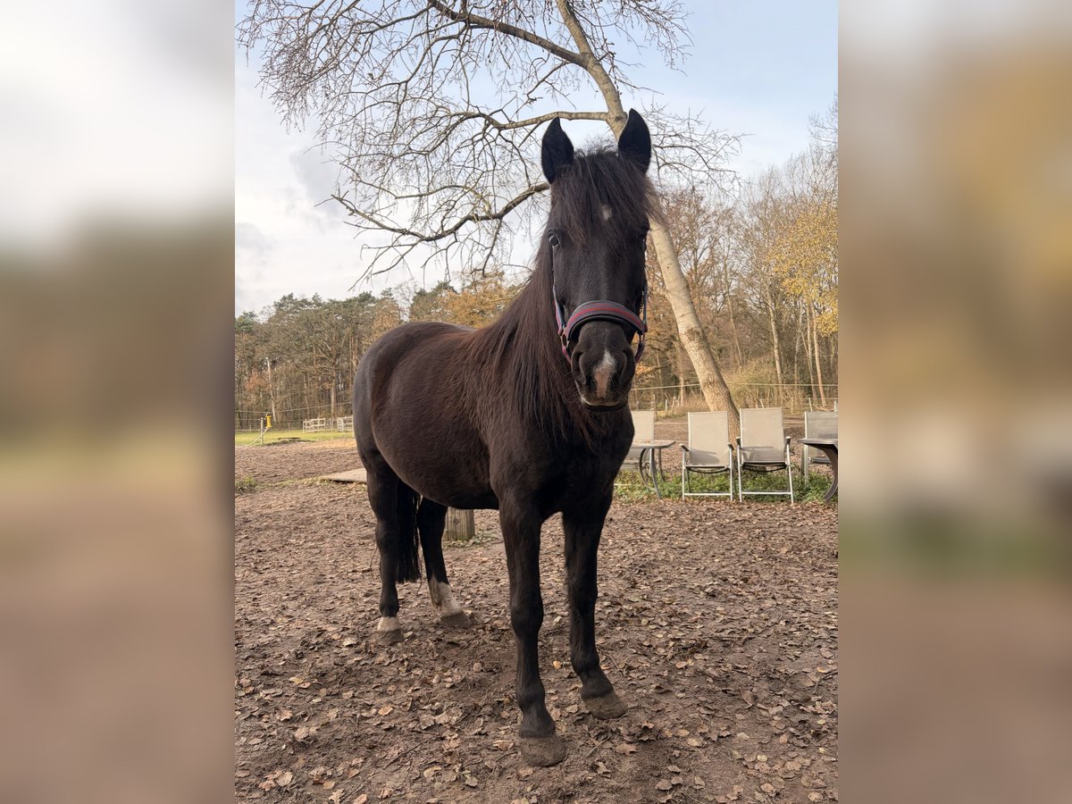 Karachay Giumenta 6 Anni 150 cm Baio nero in Burgwedel