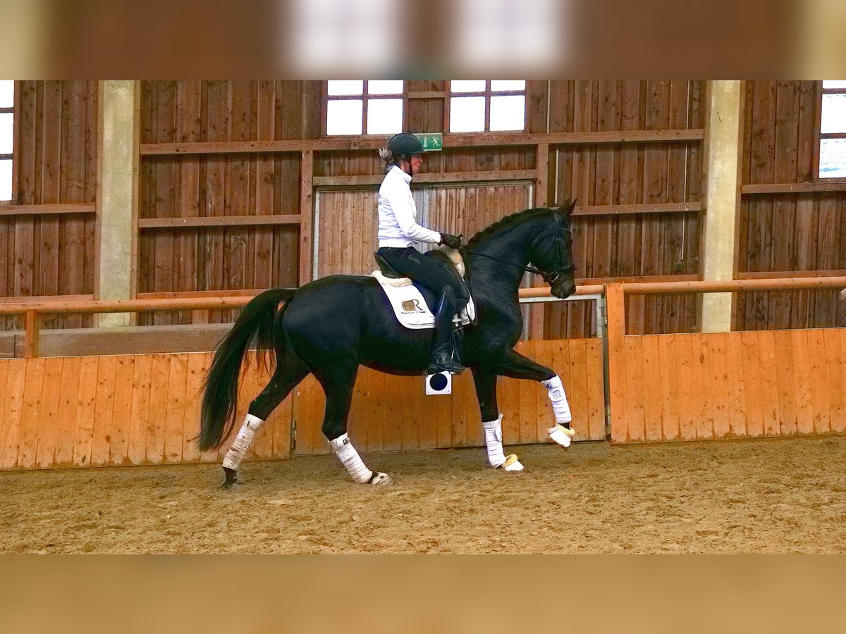 Karachay Yegua 4 años 168 cm Negro in Freiensteinau