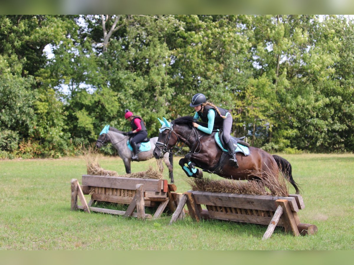 Karachay Yegua 6 años Morcillo in Wijk en Aalburg