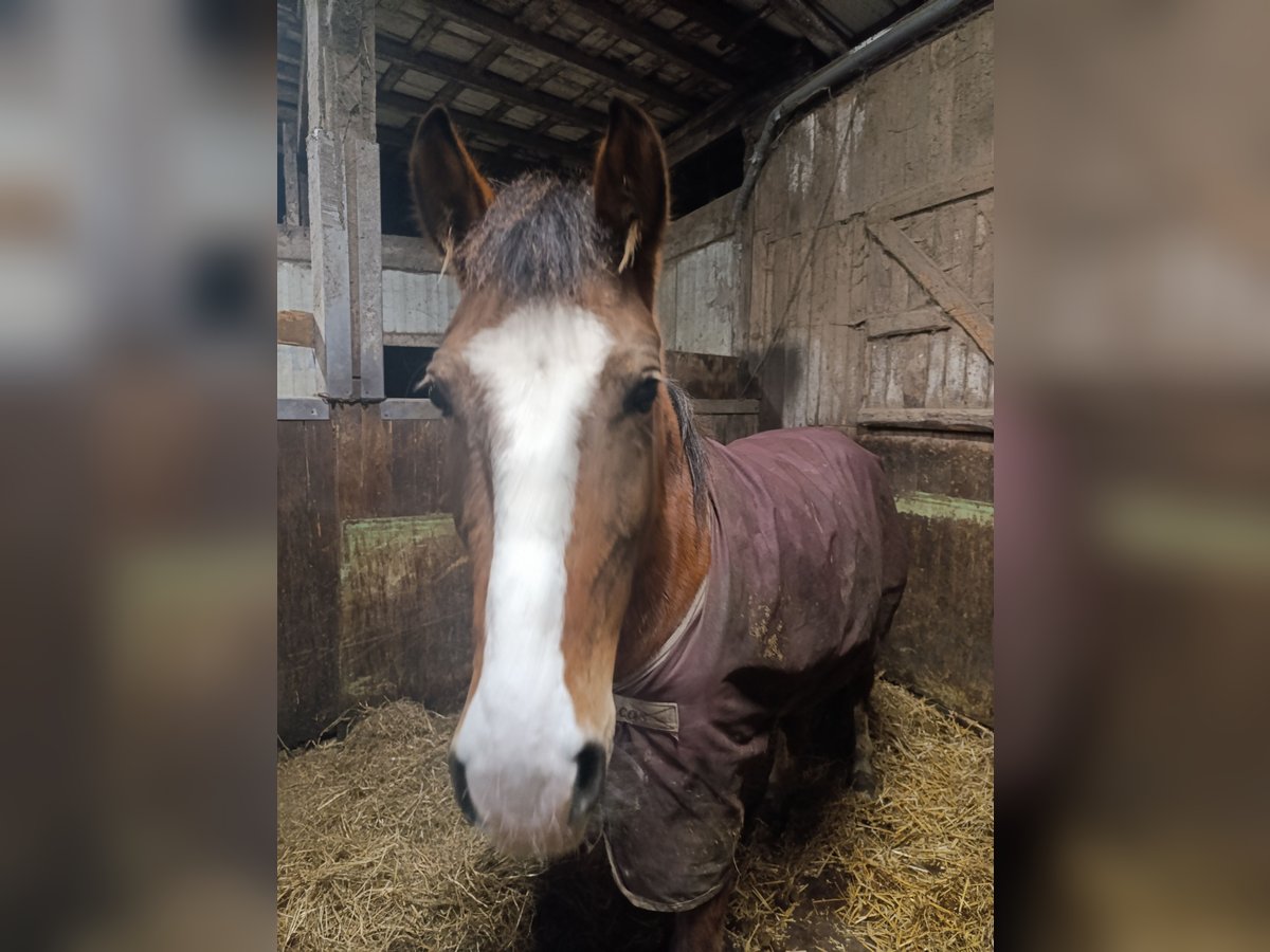 Karatchaï Jument 5 Ans 140 cm Bai in Iserlohn