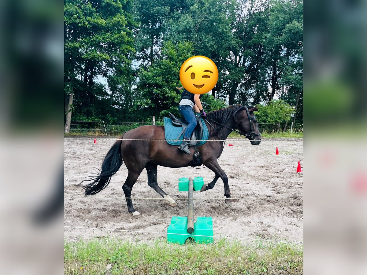 Karatchaï Jument 6 Ans 150 cm Bai brun foncé in BurgwedelBurgwedel