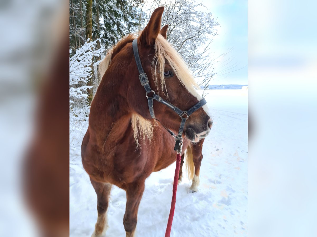 Kasztanowaty koń szwarcwaldzki Klacz 17 lat 152 cm Kasztanowata in Bingen