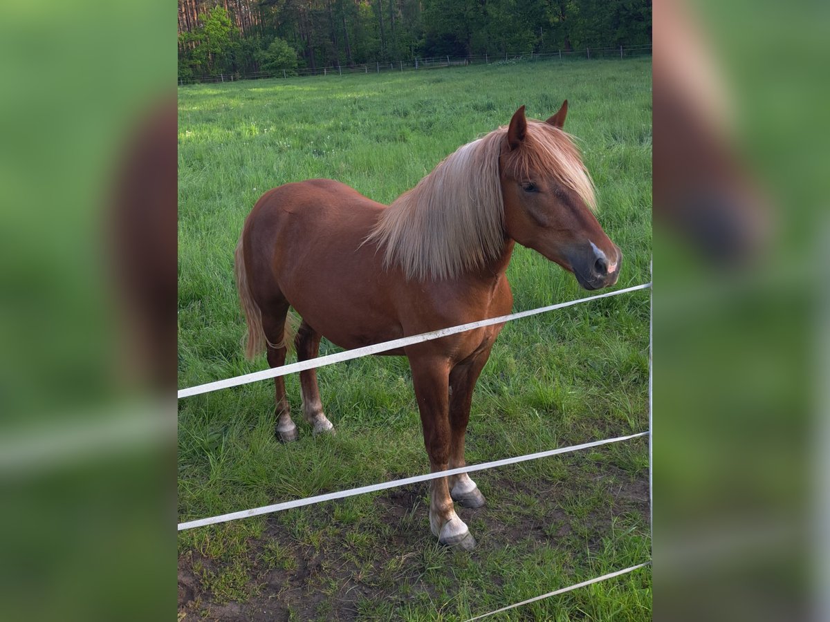 Kasztanowaty koń szwarcwaldzki Klacz 3 lat 152 cm Ciemnokasztanowata in Celle