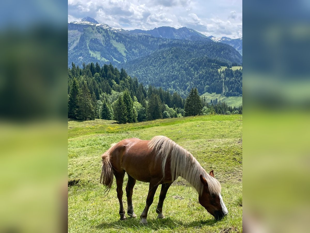 Kasztanowaty koń szwarcwaldzki Klacz 4 lat 148 cm Ciemnokasztanowata in Immenstadt im Allgäu