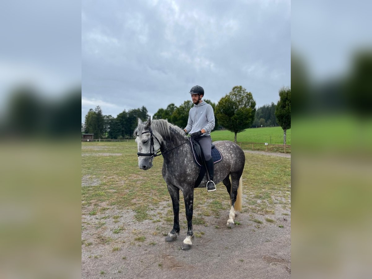 Kasztanowaty koń szwarcwaldzki Mix Klacz 8 lat 158 cm Siwa jabłkowita in Weilheim