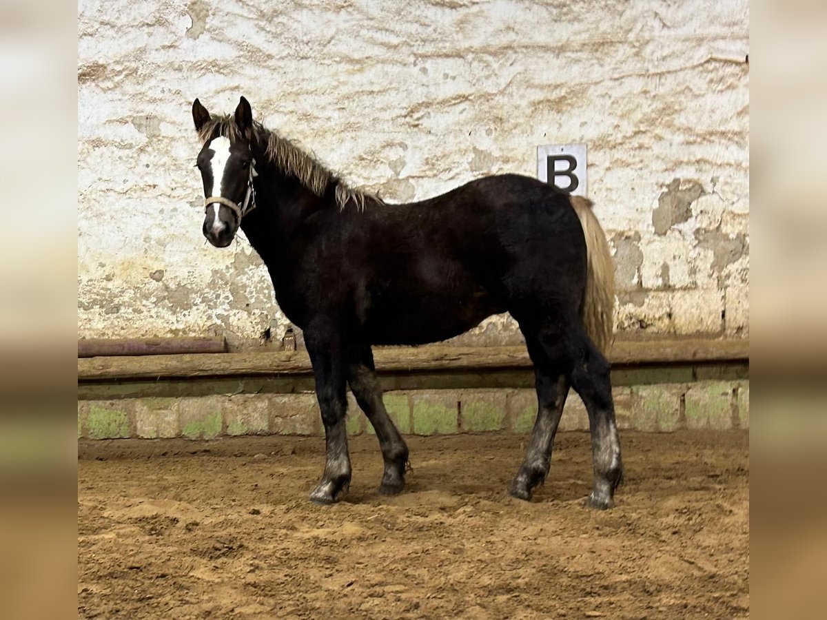 Kasztanowaty koń szwarcwaldzki Ogier 1 Rok Ciemnokasztanowata in Welbsleben