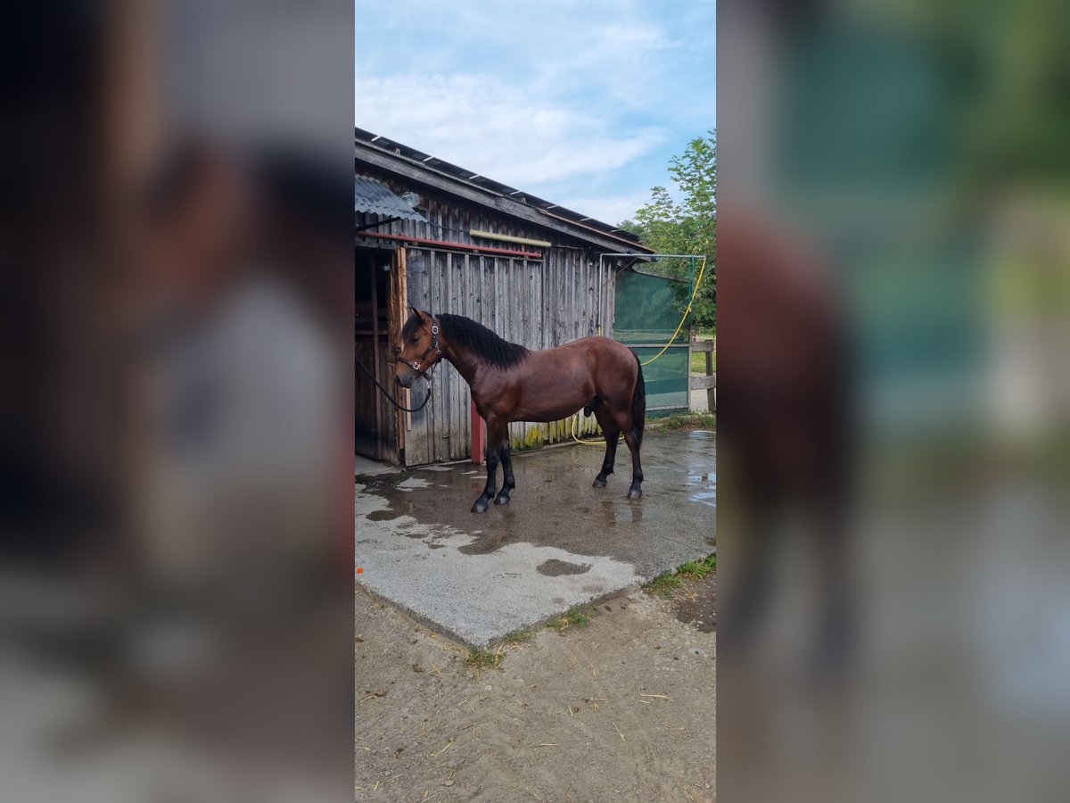 Kasztanowaty koń szwarcwaldzki Ogier 1 Rok Gniada in Berg