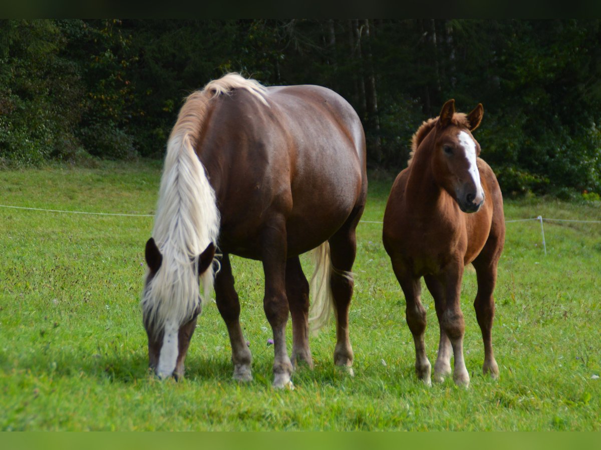 Kasztanowaty koń szwarcwaldzki Ogier Źrebak (06/2024) 154 cm Ciemnokasztanowata in Bonndorf im Schwarzwald