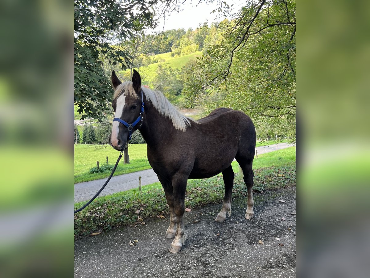 Kasztanowaty koń szwarcwaldzki Ogier Źrebak (04/2024) 155 cm Ciemnokasztanowata in Freiamt