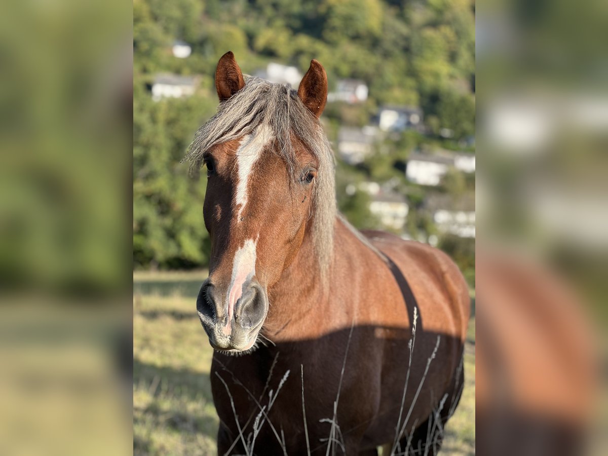 Kasztanowaty koń szwarcwaldzki Mix Wałach 3 lat 143 cm Ciemnokasztanowata in Bad Ems