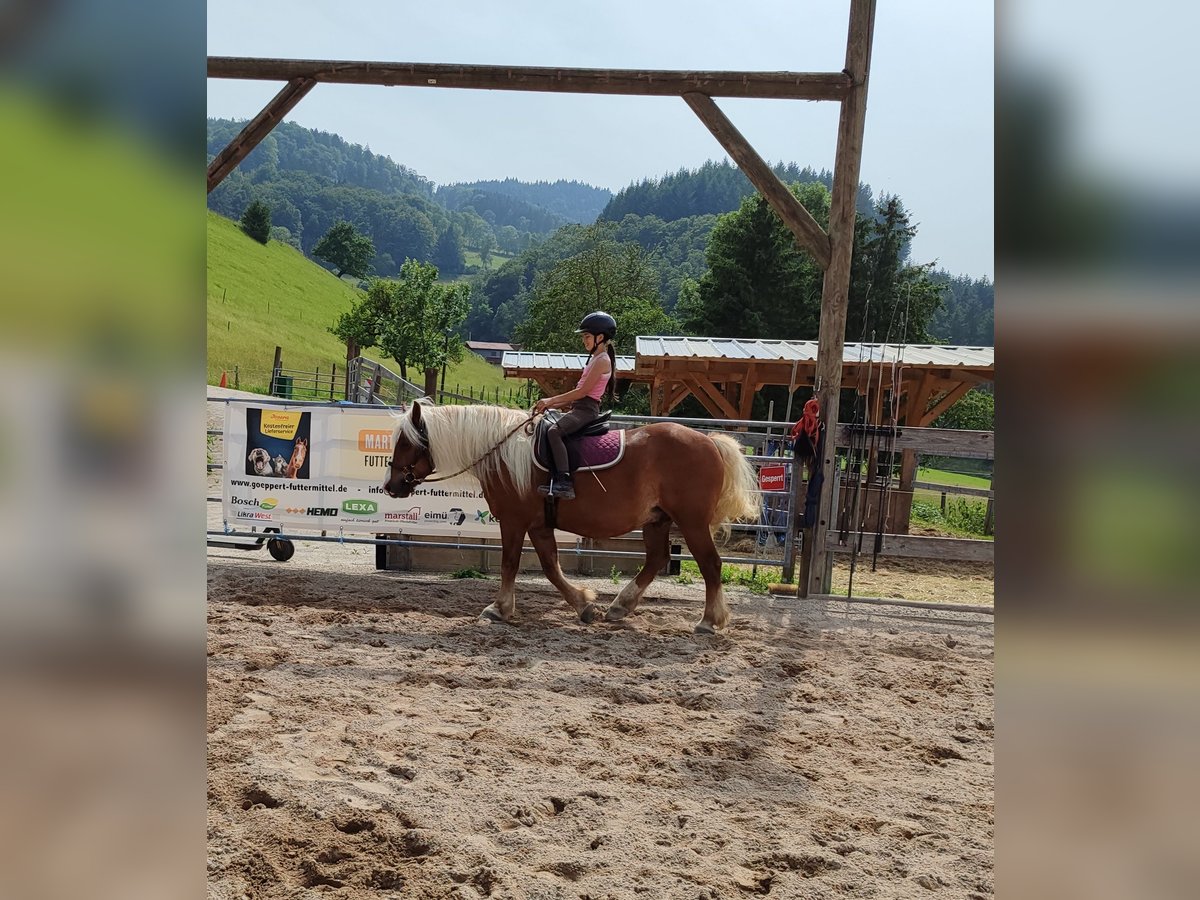 Kasztanowaty koń szwarcwaldzki Wałach 6 lat 150 cm in Steinach