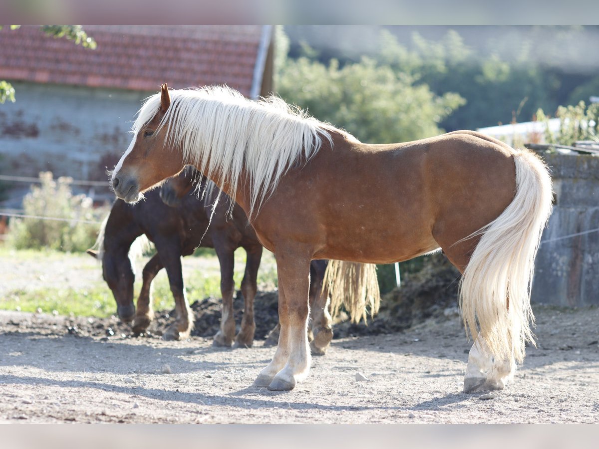 Kasztanowaty koń szwarcwaldzki Wałach 11 lat 150 cm Kasztanowata in Wiggensbach