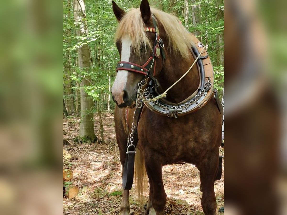 Kasztanowaty koń szwarcwaldzki Wałach 12 lat 158 cm Kasztanowata in Bützow