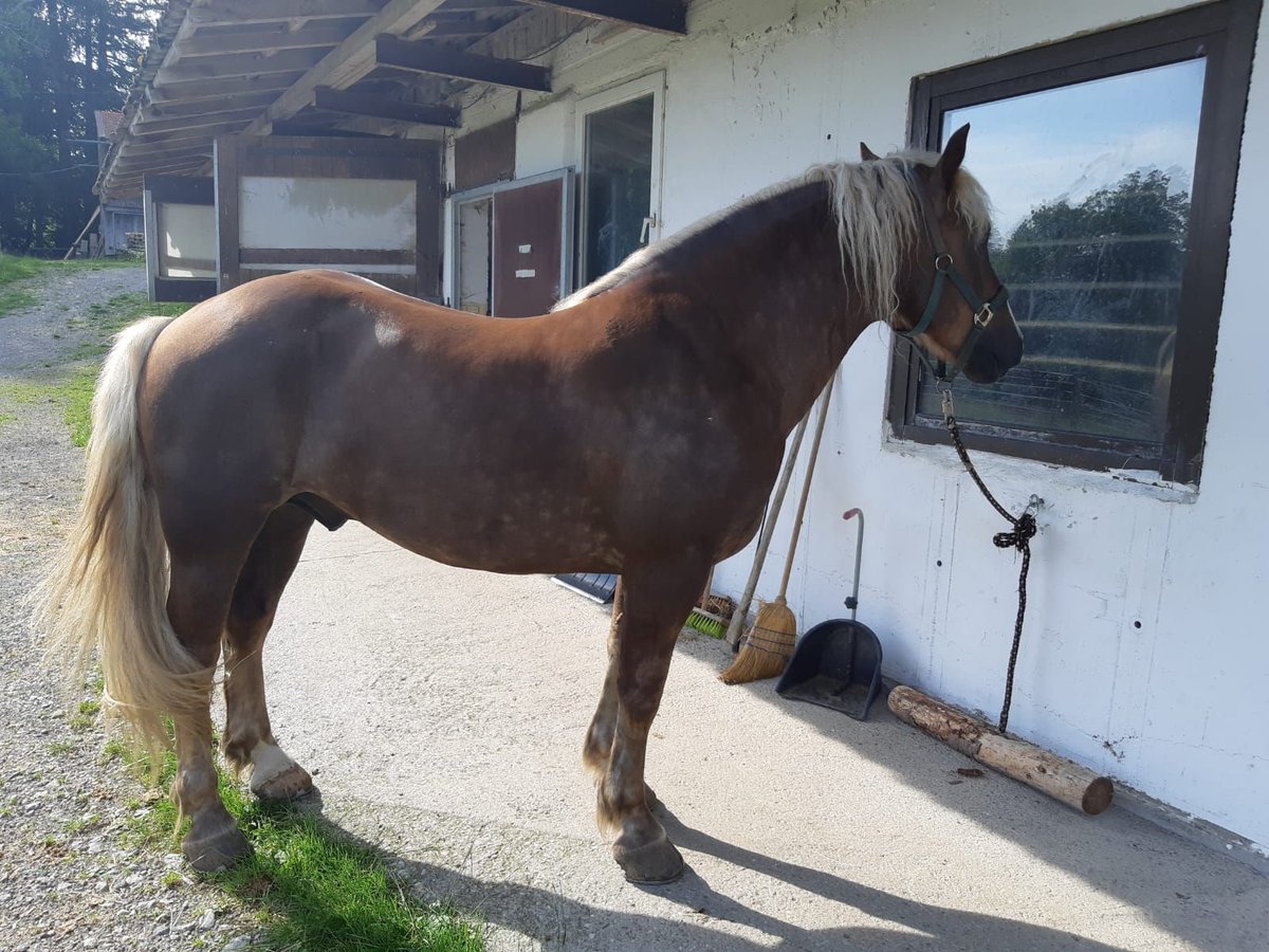 Kasztanowaty koń szwarcwaldzki Wałach 4 lat 150 cm Kasztanowata in Schliersee