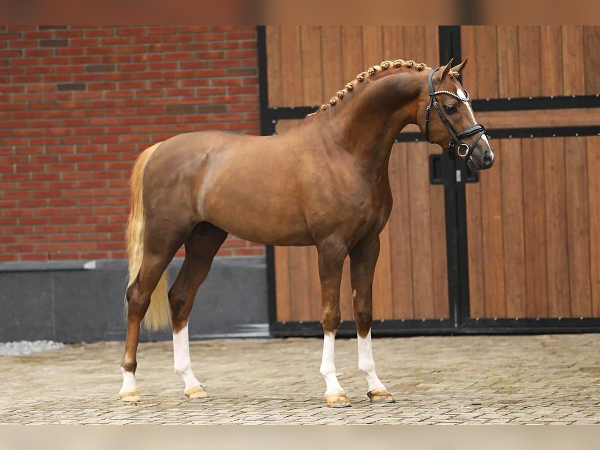 Keizerskroon Moonlight Welsh PB (Partbred) Stallion Chestnut-Red in Tata