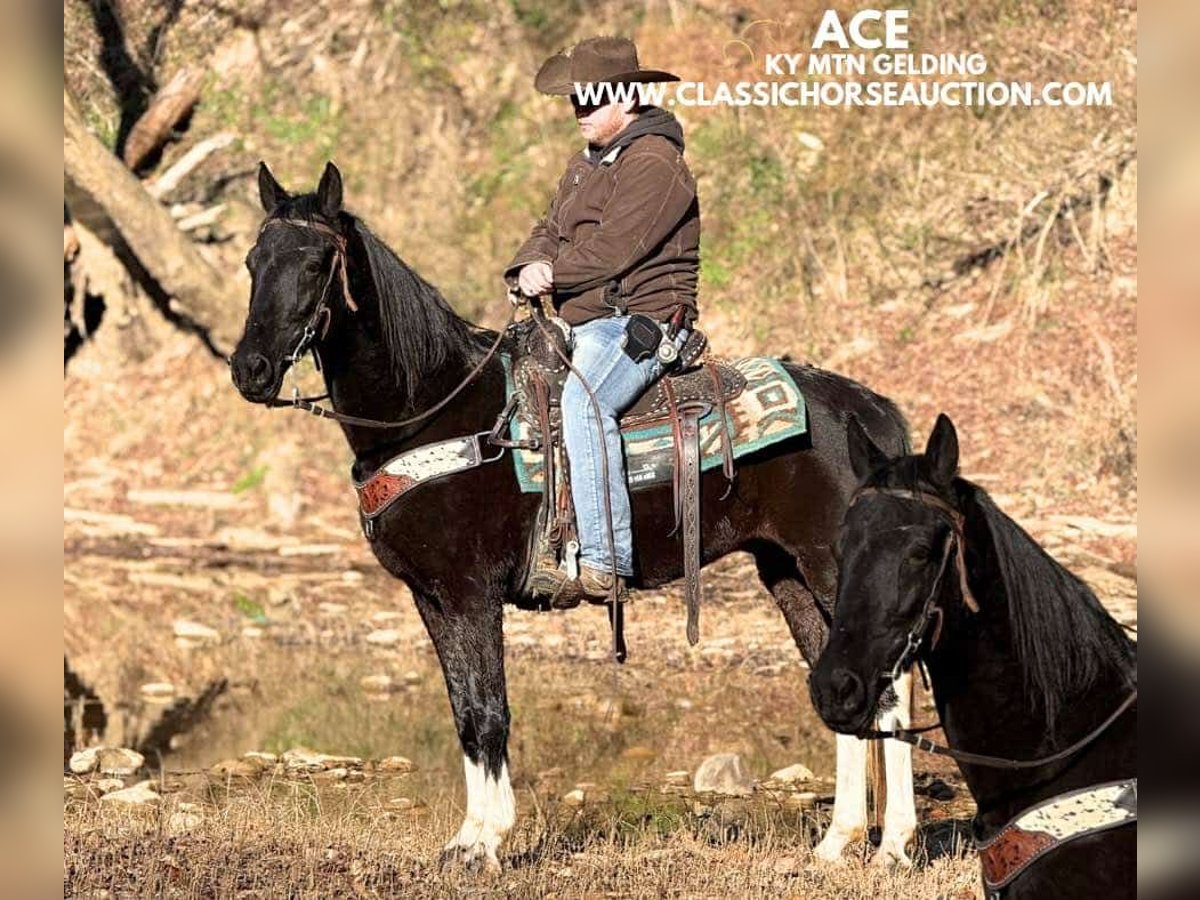 Kentucky Mountain Saddle Horse Caballo castrado 10 años 152 cm Negro in Whitley City, KY