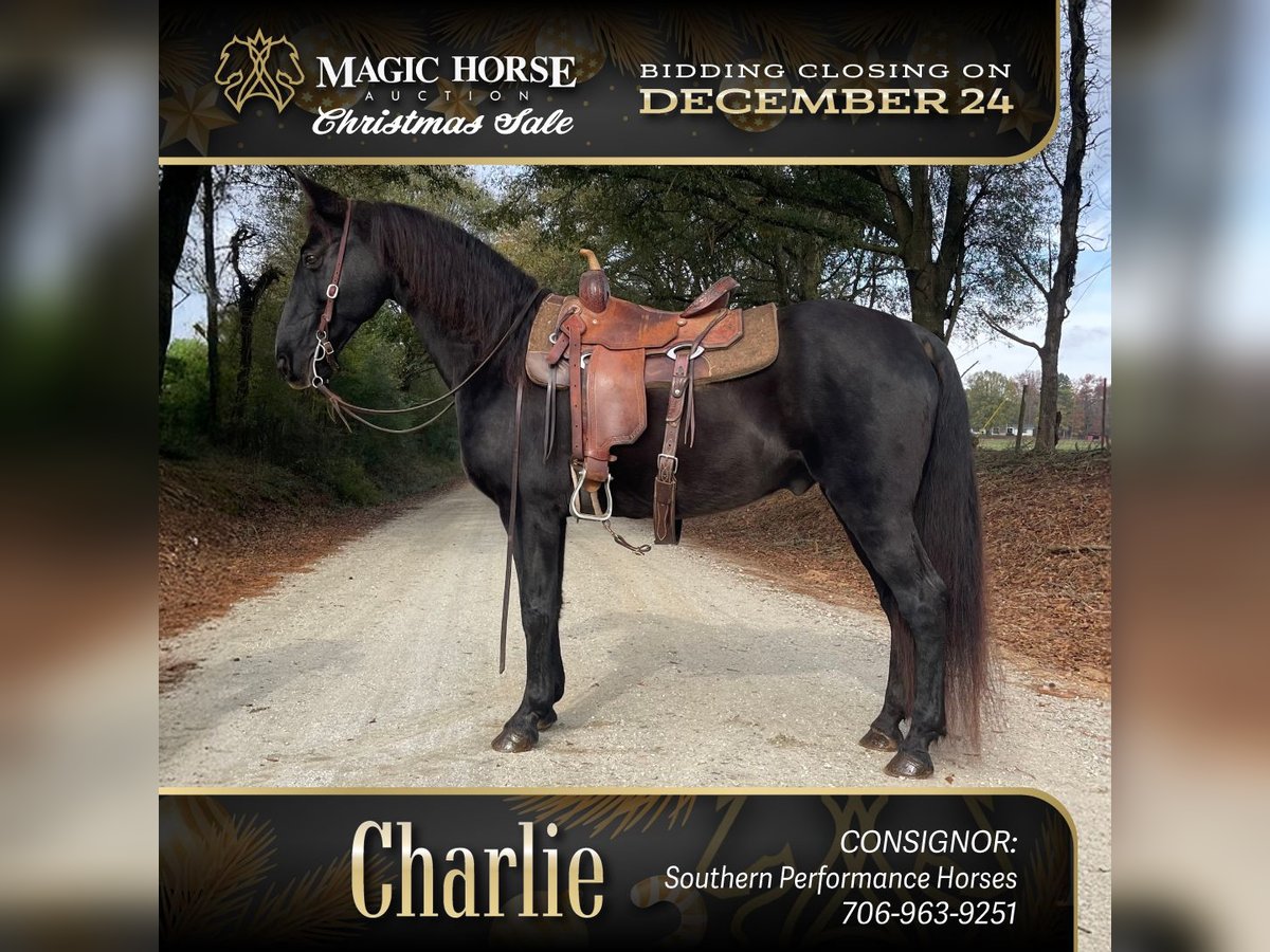 Kentucky Mountain Saddle Horse Caballo castrado 10 años 152 cm Negro in Carnesville