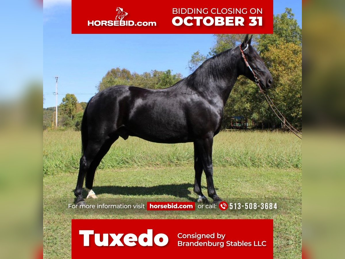 Kentucky Mountain Saddle Horse Caballo castrado 10 años 155 cm Negro in Moscow, OH