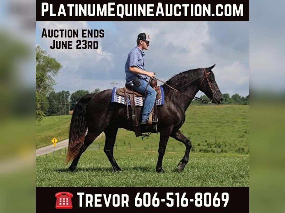 Kentucky Mountain Saddle Horse Caballo castrado 10 años 155 cm Negro in Parkers Lake Ky