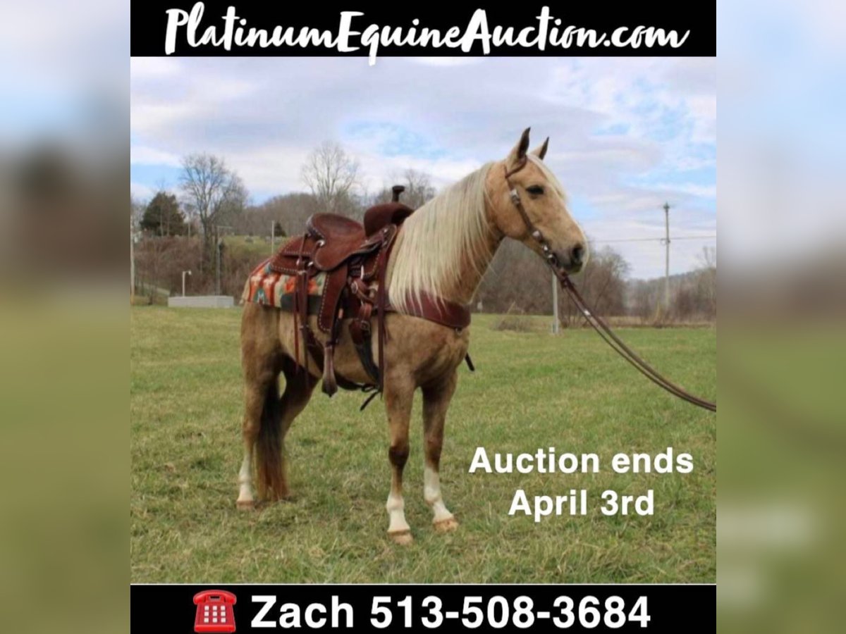 Kentucky Mountain Saddle Horse Caballo castrado 11 años 137 cm Palomino in Salyersville KY