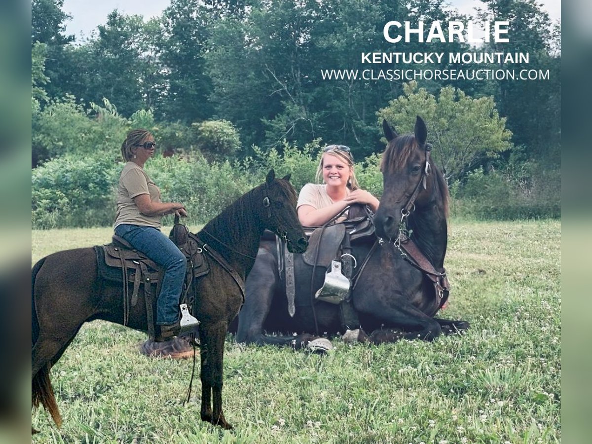 Kentucky Mountain Saddle Horse Caballo castrado 11 años 142 cm Negro in Parkers Lake, KY