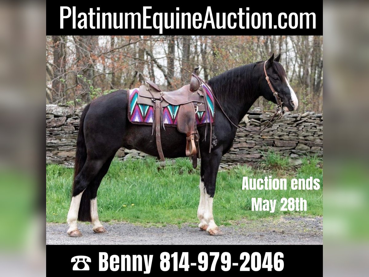 Kentucky Mountain Saddle Horse Caballo castrado 11 años 145 cm Negro in Everett PA