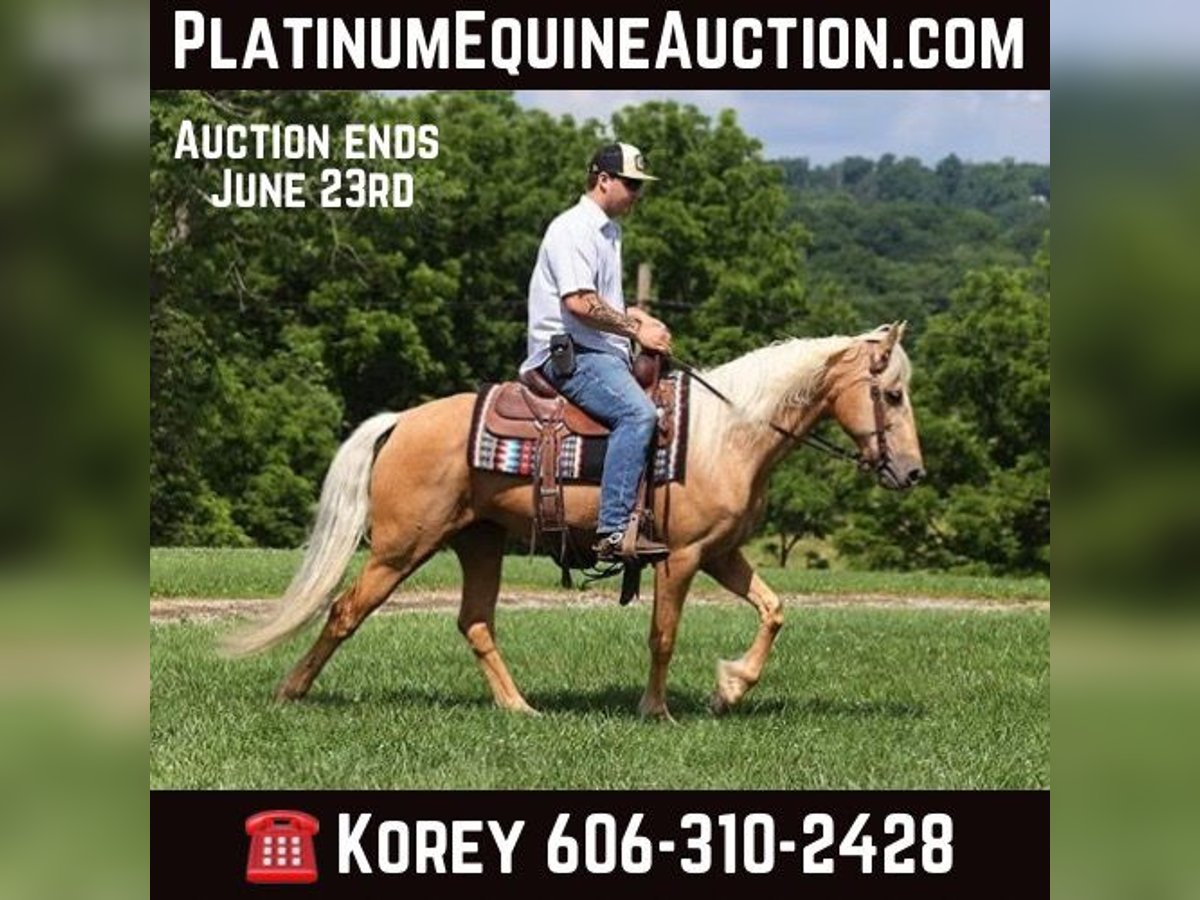 Kentucky Mountain Saddle Horse Caballo castrado 11 años 147 cm Palomino in Parkers Lake Ky