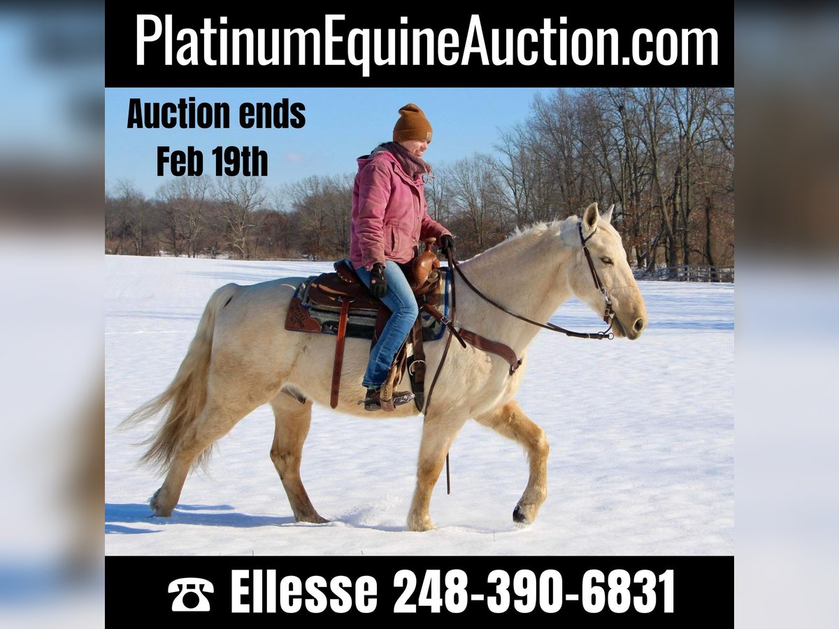 Kentucky Mountain Saddle Horse Caballo castrado 11 años 155 cm Palomino in Highland MI