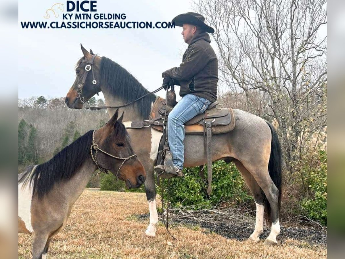 Kentucky Mountain Saddle Horse Caballo castrado 12 años 142 cm Castaño rojizo in Whitley City, KY