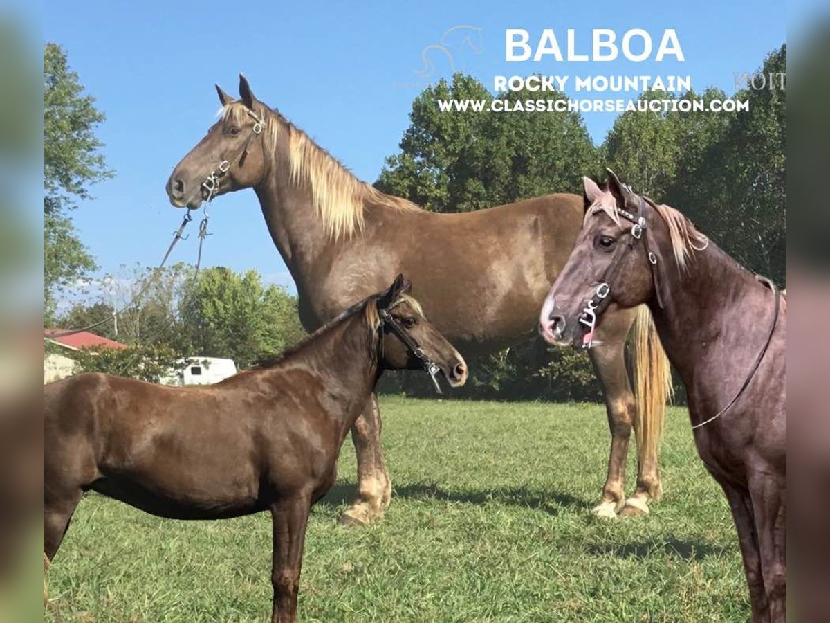 Kentucky Mountain Saddle Horse Caballo castrado 12 años 152 cm Castaño in Science Hill, KY