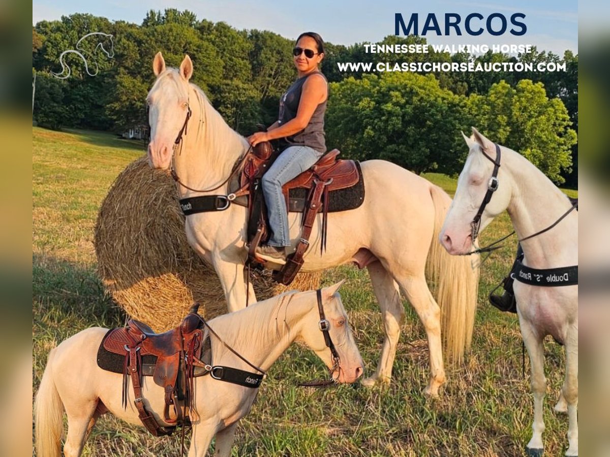 Kentucky Mountain Saddle Horse Caballo castrado 13 años 142 cm Cremello in Gillsville, GA