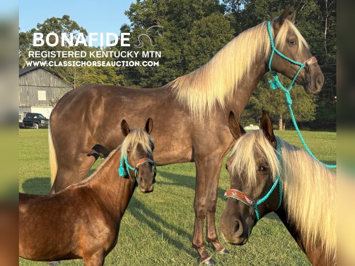 Kentucky Mountain Saddle Horse Caballo castrado 3 años 152 cm Castaño in Tyner, KY