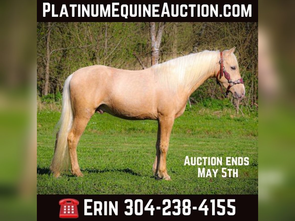 Kentucky Mountain Saddle Horse Caballo castrado 4 años 150 cm Palomino in Flemingsburg KY