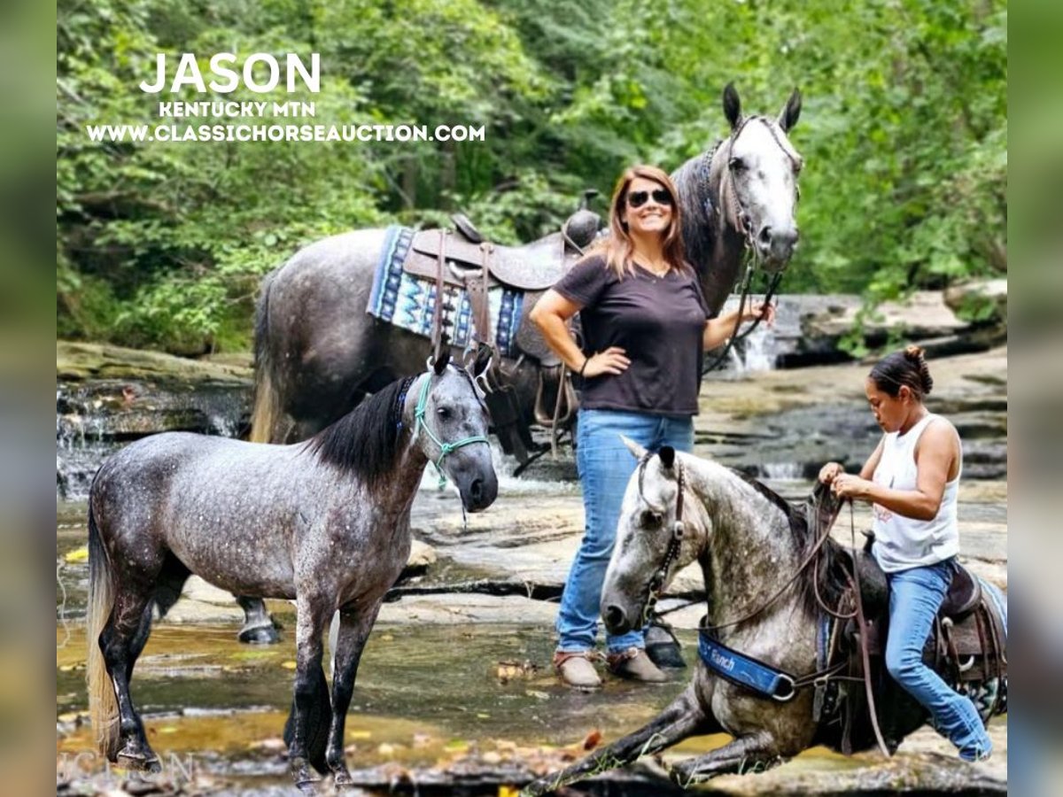 Kentucky Mountain Saddle Horse Caballo castrado 5 años 142 cm Tordo in Gillsville, GA