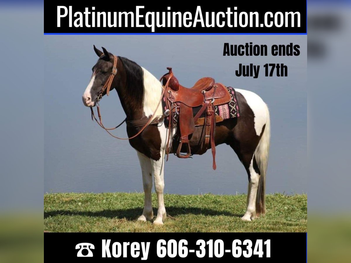 Kentucky Mountain Saddle Horse Caballo castrado 5 años Tobiano-todas las-capas in wHITLEY cITY kY