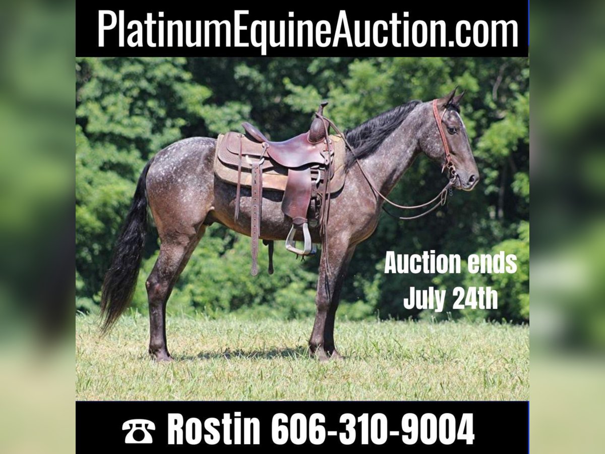Kentucky Mountain Saddle Horse Caballo castrado 6 años 150 cm Tordo in Whitley City KY