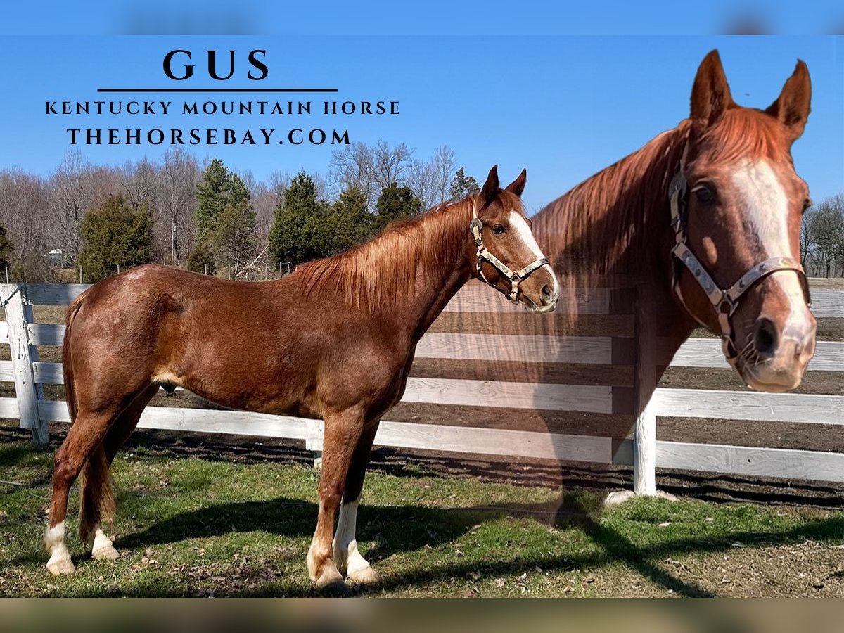 Kentucky Mountain Saddle Horse Caballo castrado 7 años Ruano alazán in Park City, KY