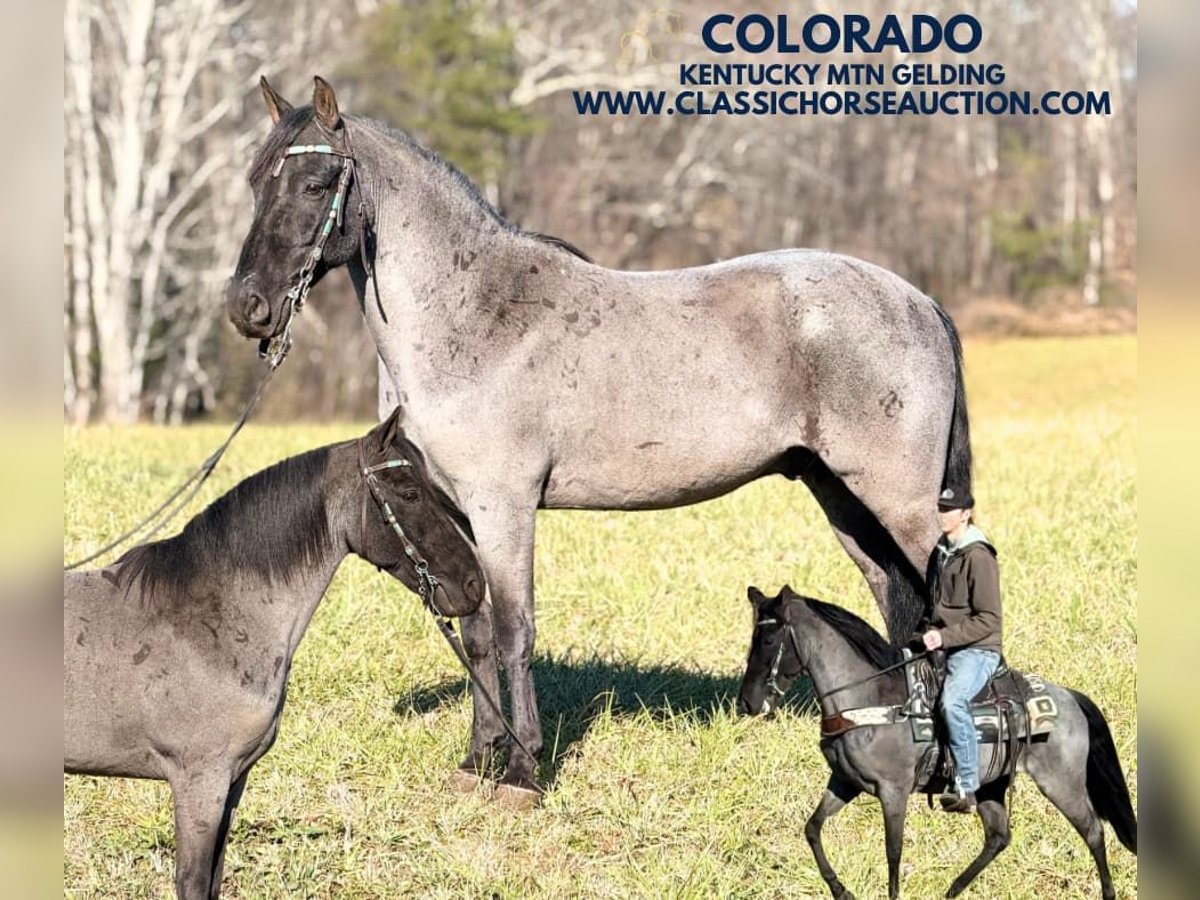 Kentucky Mountain Saddle Horse Caballo castrado 8 años 142 cm Ruano azulado in Whitley City, KY