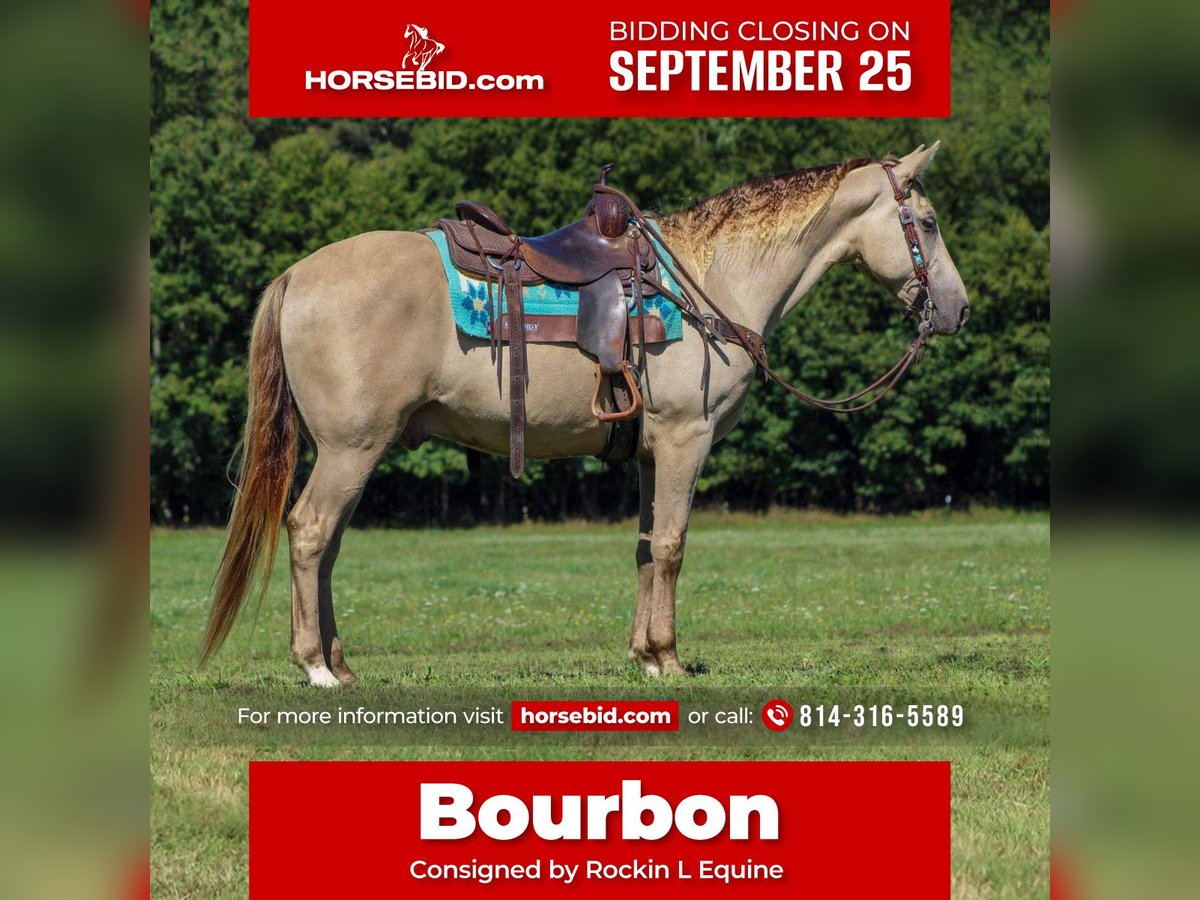Kentucky Mountain Saddle Horse Caballo castrado 8 años 160 cm Champán in Shippenville, PA