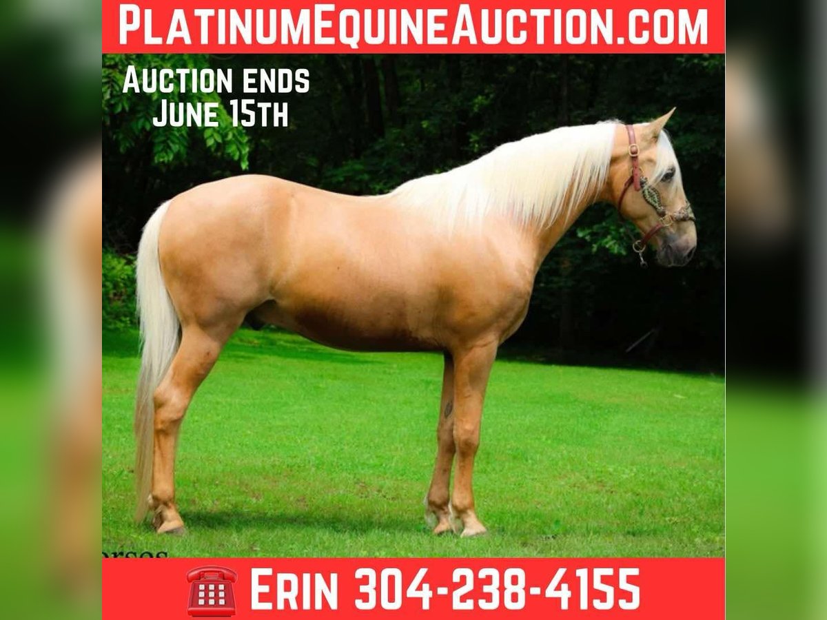 Kentucky Mountain Saddle Horse Caballo castrado 9 años 152 cm Palomino in Flemingsburg KY