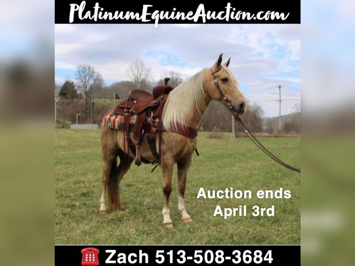 Kentucky Mountain Saddle Horse Castrone 10 Anni 137 cm Palomino in Salyersville KY