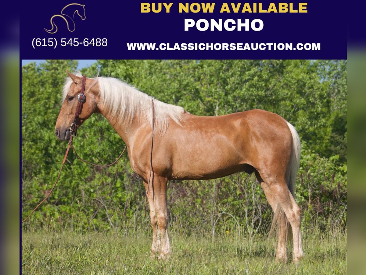 Kentucky Mountain Saddle Horse Castrone 11 Anni 142 cm Palomino in London, KY