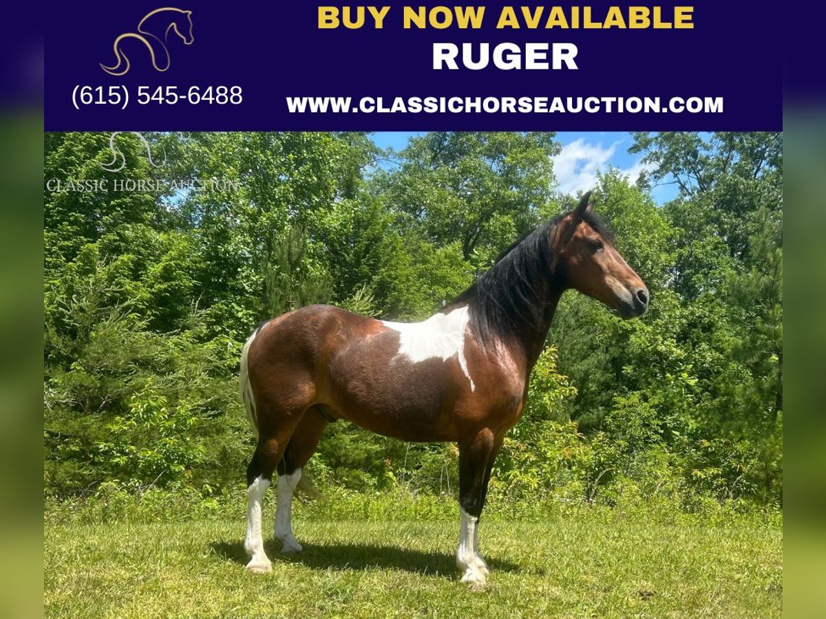 Kentucky Mountain Saddle Horse Castrone 11 Anni 152 cm Baio ciliegia in Pine Knot, KENTUCKY