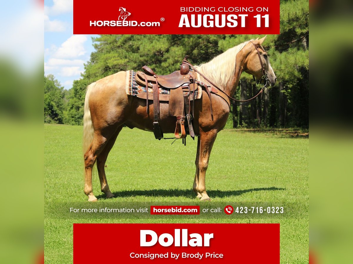 Kentucky Mountain Saddle Horse Castrone 12 Anni 157 cm Palomino in Cleveland, TN