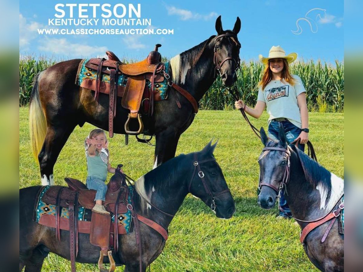 Kentucky Mountain Saddle Horse Castrone 3 Anni 152 cm in Breeding, KY