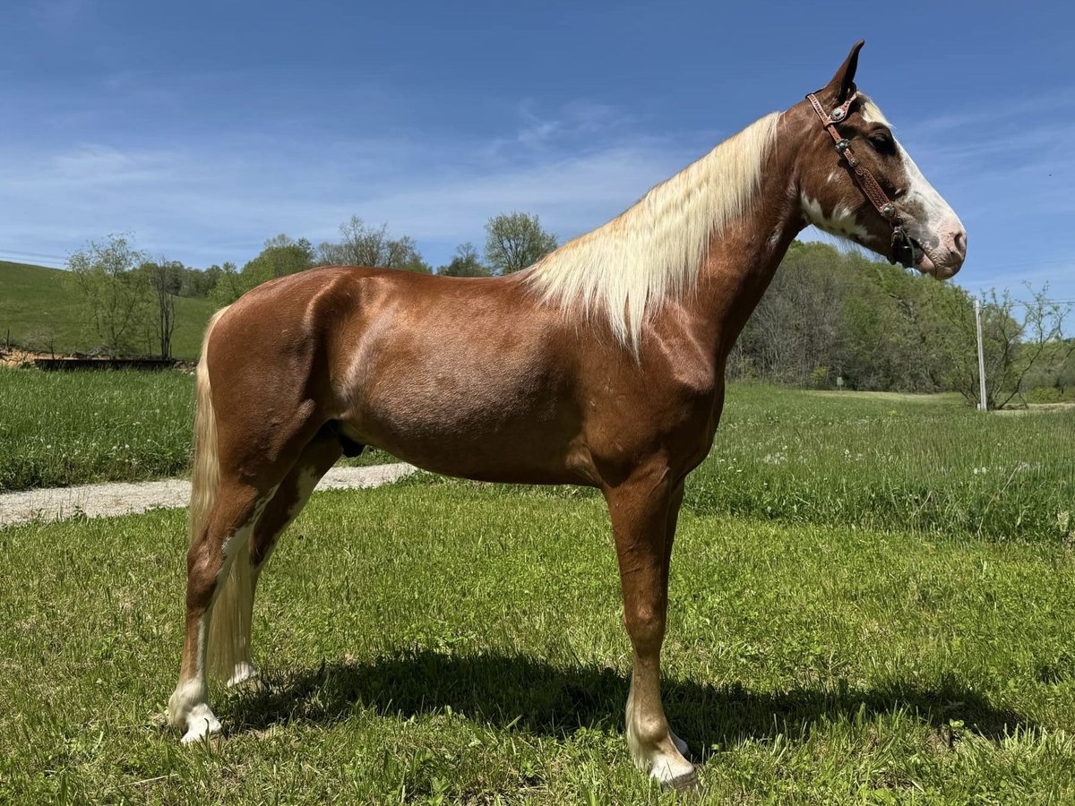 Kentucky Mountain Saddle Horse Castrone 5 Anni 155 cm Sauro ciliegia in Moscow, OH