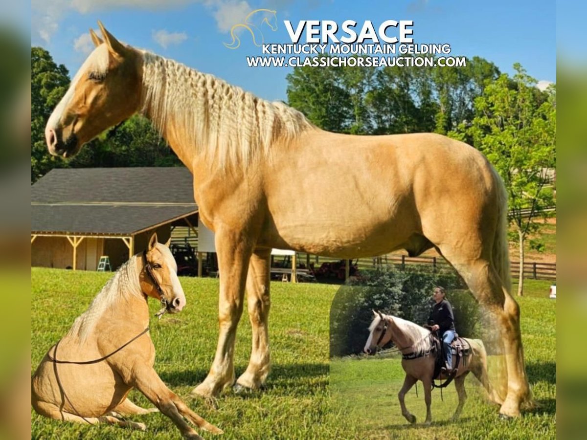 Kentucky Mountain Saddle Horse Castrone 8 Anni 152 cm Palomino in Gillsville, GA